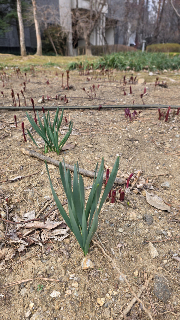 수선화와 작약이 고개를 내밀었네요