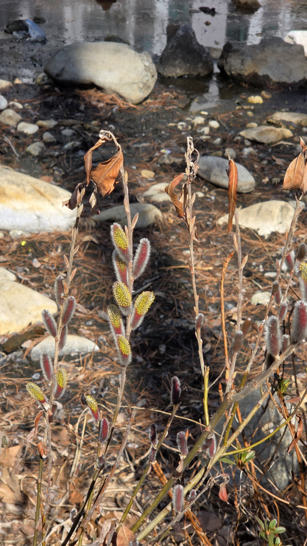 갯버들 꽃이 피기 시작